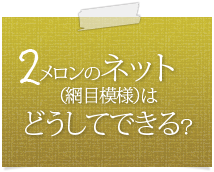 メロンのネット（網目模様）はどうしてできる？